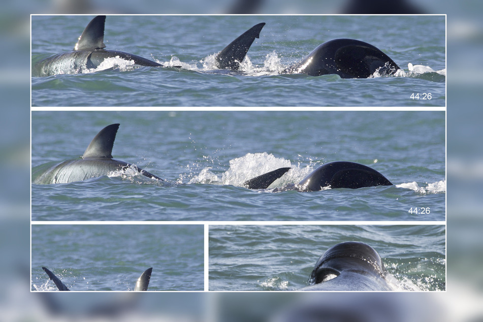 Bisher waren Forscher davon ausgegangen, dass Orcas stets im Rudel einen Weißen Hai erlegen.