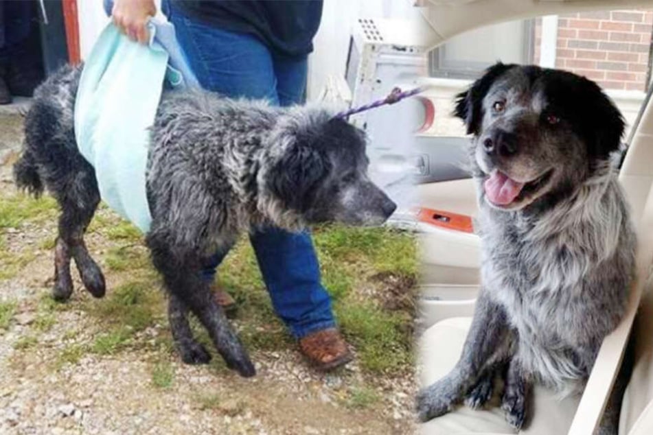 Der Hund musste am Anfang getragen werden, weil er nicht laufen konnte. Nun lacht er so gut wie immer.