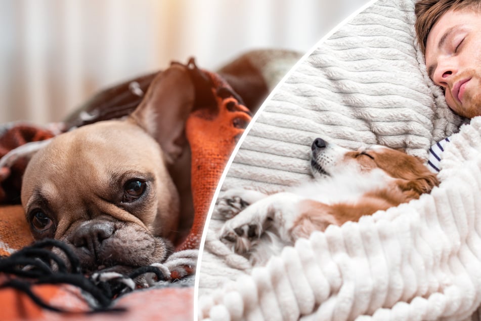 Tier-Forscherin warnt: Aus diesem Grund sollten eure Hunde im Winter nicht mit euch im Bett schlafen!