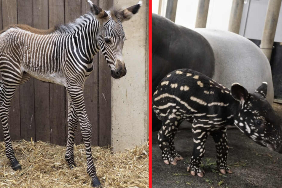 Layla und Laila haben Nachwuchs bekommen.