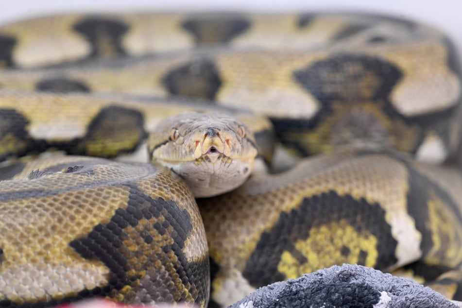 In Indonesien hat ein sieben Meter langer Python einen Mann getötet und verschlungen. (Symbolbild)