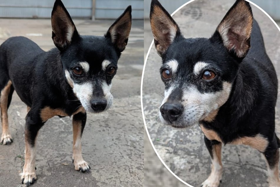 Hunde-Omi Gucci kam kürzlich als Fundhund ins Frankfurter Tierheim.