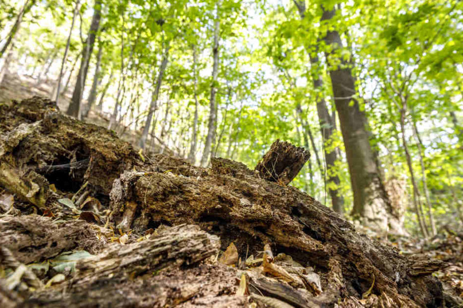Schon jetzt dient Totholz in dem Wald 210 Käferarten als Lebensraum. Spannend, wie es in einigen Jahrzehnten aussehen wird.