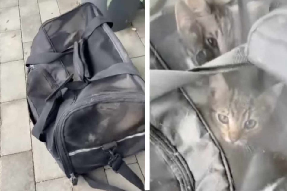 Sieben Katzen-Babys in Tasche gefunden, doch die Reaktion des Tierheims überrascht