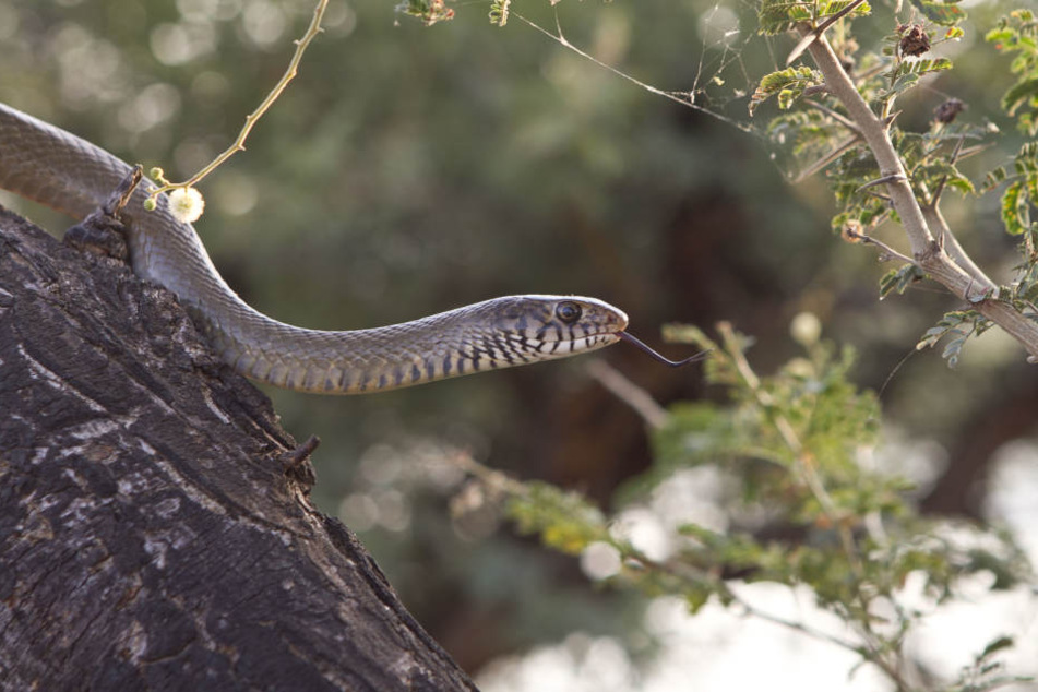 Eine Python sorgte jetzt in Radebeul für Aufsehen. (Symbolbild)