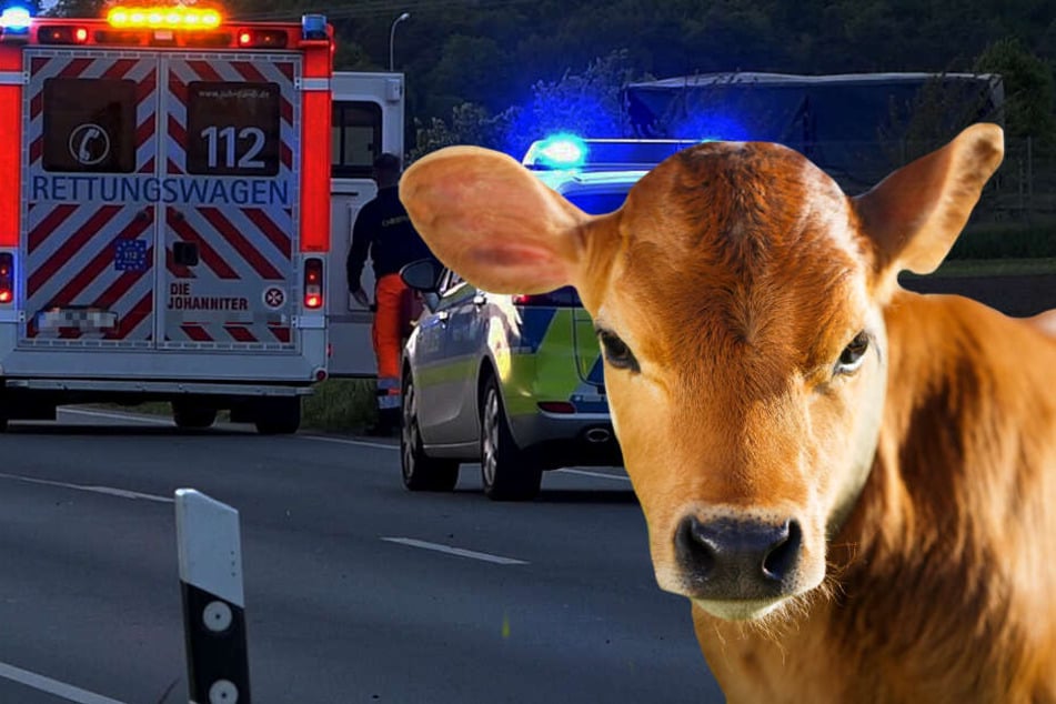 Das Kalb tauchte plötzlich auf der nächtlichen Autobahn auf (Symbolbild).
