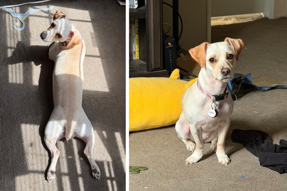 Minnie bescherte ihrem Frauchen eine teure Tierarzt-Rechnung.