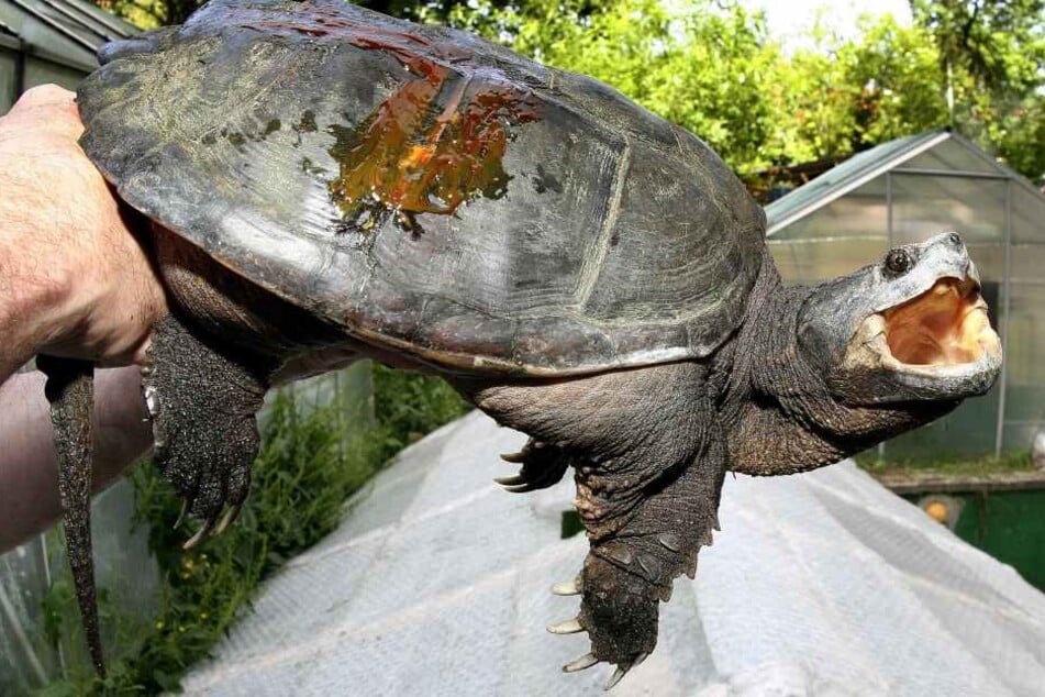 Solch eine Schnappschildkröte wurde von dem Lehrer gefüttert.