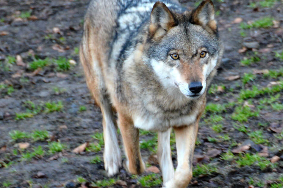 Sind sieben Schafe Opfer eines Wolfes geworden? (Symbolbild)