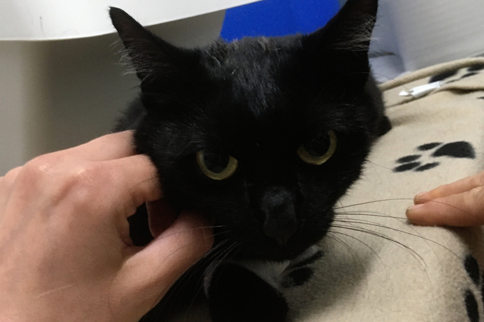 Diese vergiftete Katze wurde am Donnerstag eingeliefert. Sie konnte gerettet werden.