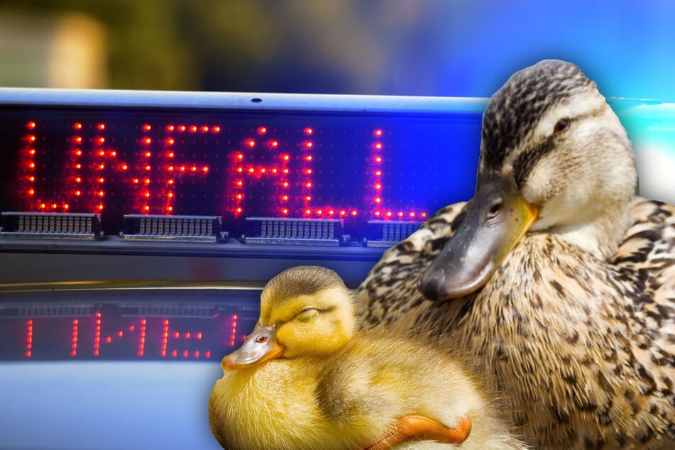 Unfall A4: Entenfamilie verursacht Unfall auf A4