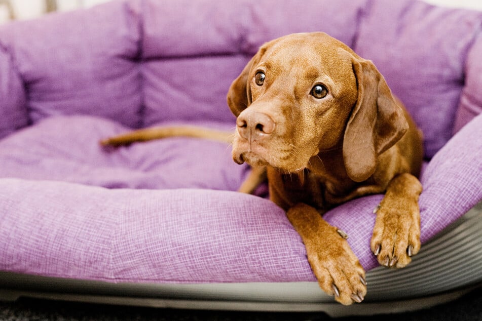 Wichtig für Hunde: Ein eigener Rückzugsort.