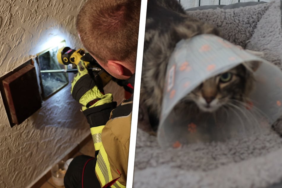 Kater begibt sich auf gewagtes Abenteuer: Kurz darauf geht es um Leben und Tod