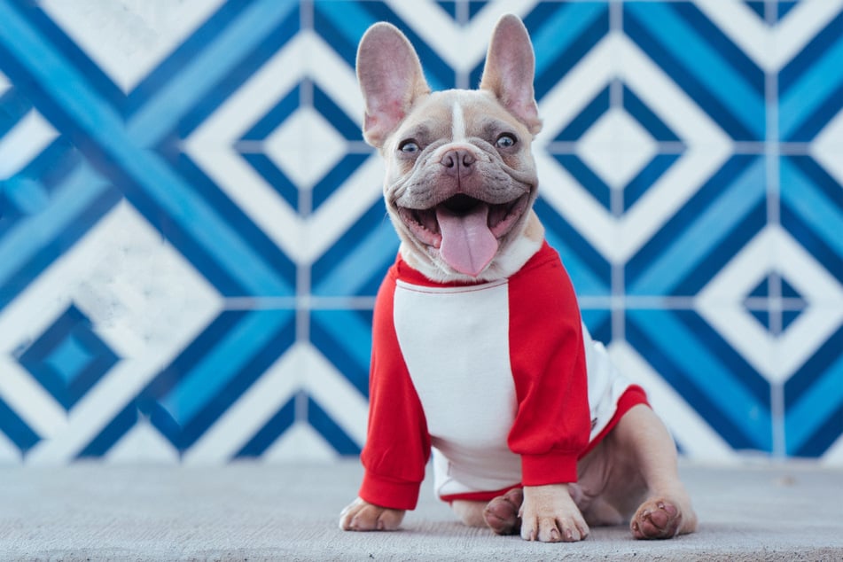 French bulldogs are funny, silly dogs.