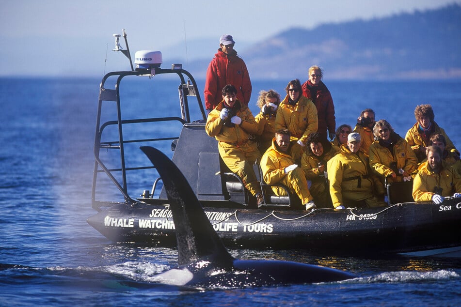 Experts reveal why orcas keep slamming boats