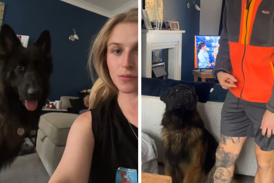 Reagan Simpson was amazed at how her dog Bear reacted to his scolding.