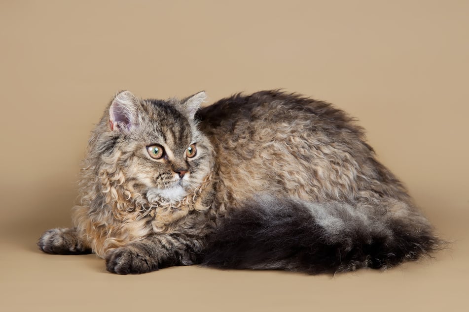 Die plüschige Selkirk Rex versteht sich gut mit Artgenossen, Hunden und Kindern.