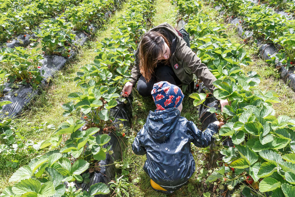 Vor allem bei jungen Familien ist der Ausflug zum Erdbeerfeld beliebt.