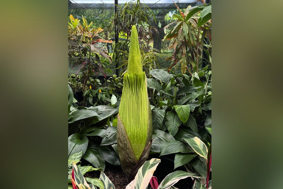 You can more or less guess where the nickname "titanium penis" comes from with this plant - especially when it is in flower.