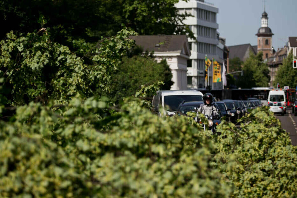 Immer wieder hatte der 75-Jährige Büsche im Düsseldorfer Hofgarten mit seiner Machete malträtiert.
