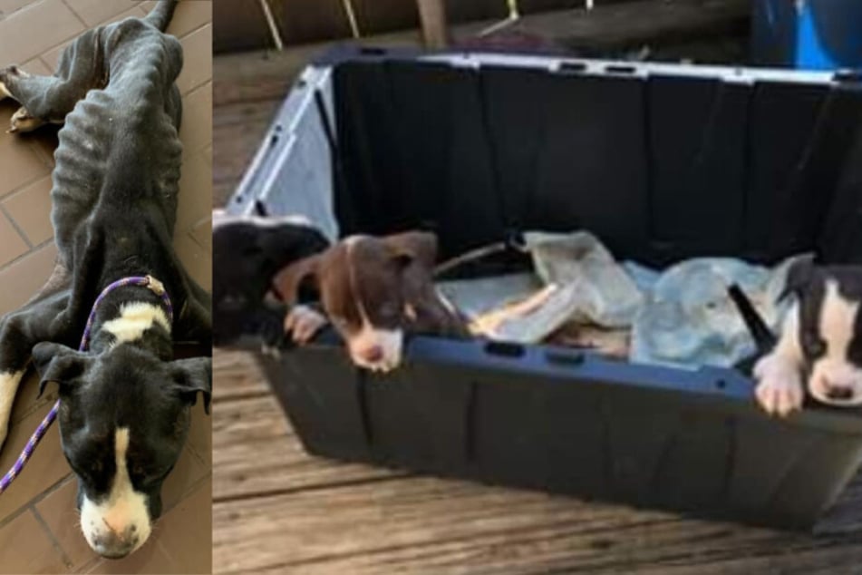 Frank (l.) und die Welpen wurden abgemagert und verwahrlost im Keller entdeckt.