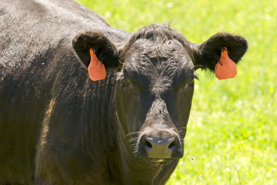 Bei der Produktion von einem Kilogramm Rindfleisch werden ganze 18,6 Kilogramm CO2 ausgestoßen. (Symbolbild)