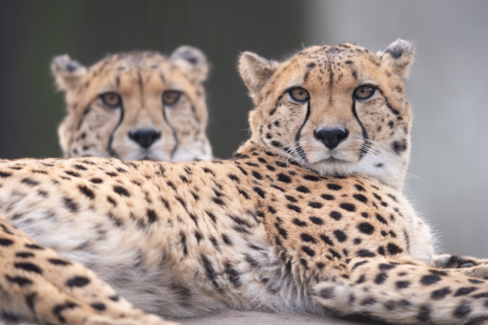 Zwei Geparden liegen in ihrem Gehege. Wie in jedem Jahr geht es im Zoo nach dem Jahreswechsel um jede Menge Zahlen, wenn der gesamte Tierbestand genau erfasst und dokumentiert wird.