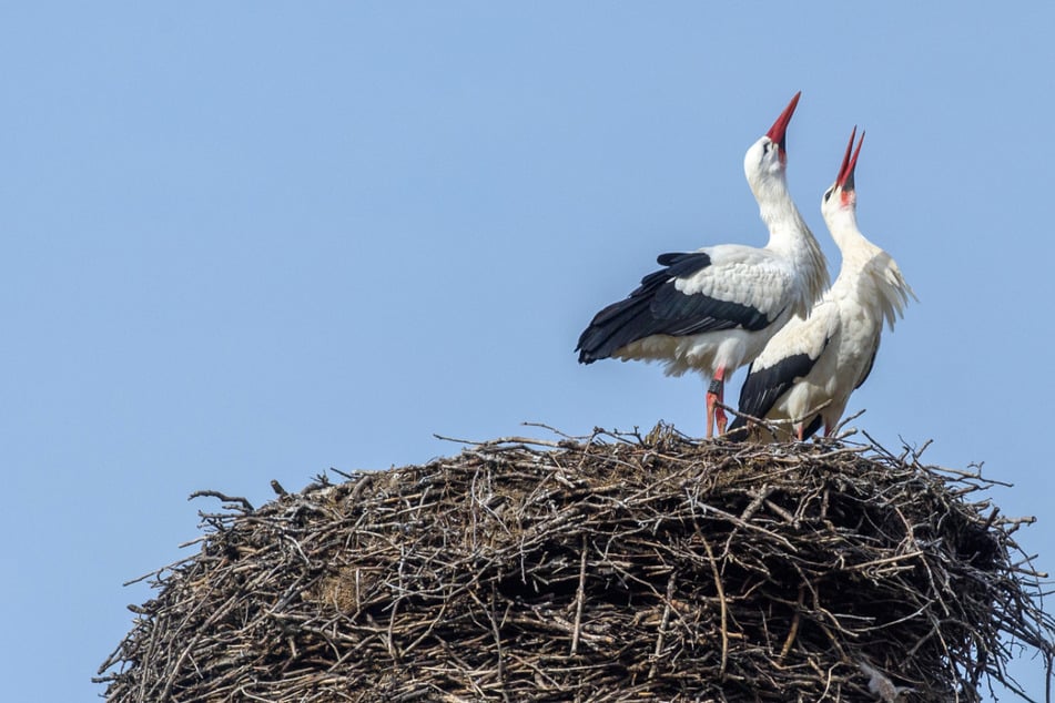 Zwei Weißstörche (Ciconia ciconia) sitzen in ihrem Nest und klappern mit ihren Schnäbeln.