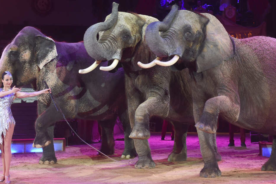 Der Circus Krone holt Elefanten zu Weihnachten von der spanisches Residenz zurück ins Programm. (Archiv)