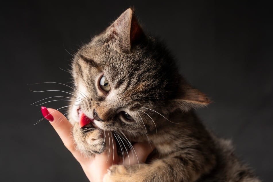 Katzen-Liebesbisse unterscheiden sich von aggressiven Bissen.