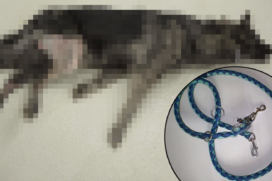 Mit dieser Hundeleine erhängte der 26-Jährige den armen "Asko" (Archivbild).
