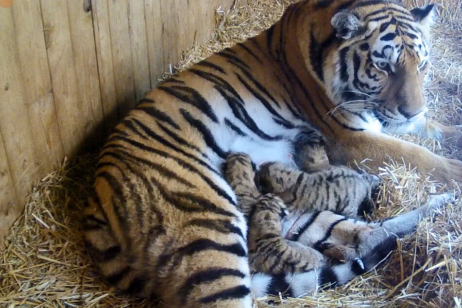 Fünflinge! Tigerdame Stormi macht Zoo Magdeburg stolz
