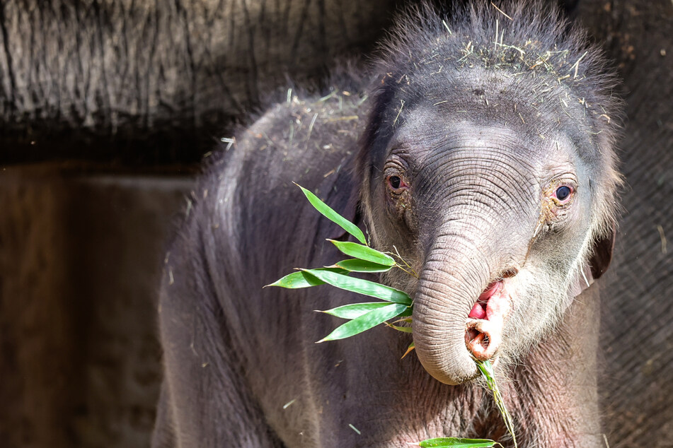 Leipzigs Baby-Elefant sucht einen Namen und Ihr könnt was dabei gewinnen!