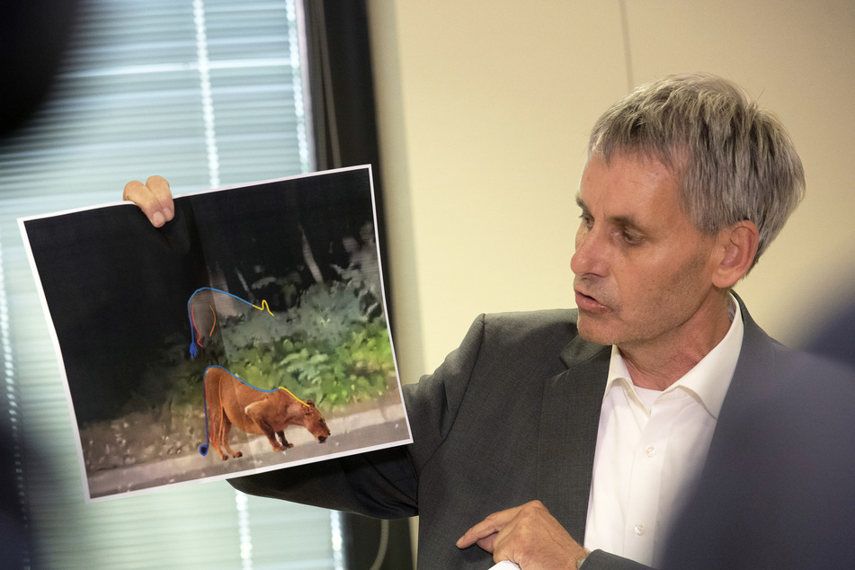 Michael Grubert (63, SPD) erklärt, warum es sich bei dem frei laufenden Tier nicht um eine Löwin handeln kann.