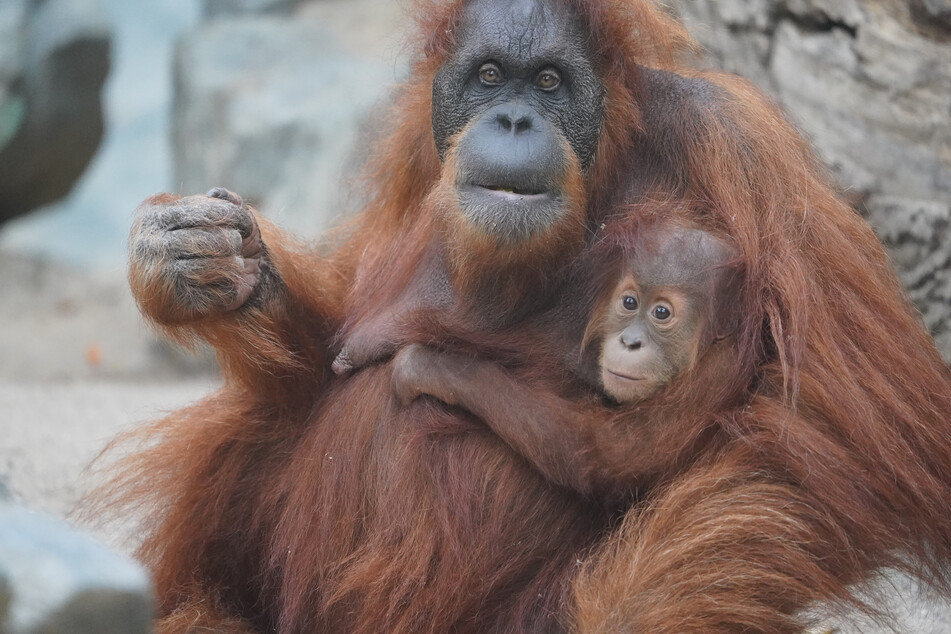 Orang-Utan-Nachwuchs Batu sitzt mit Mutter Toba im Orang-Utan-Haus im Tierpark Hagenbeck.