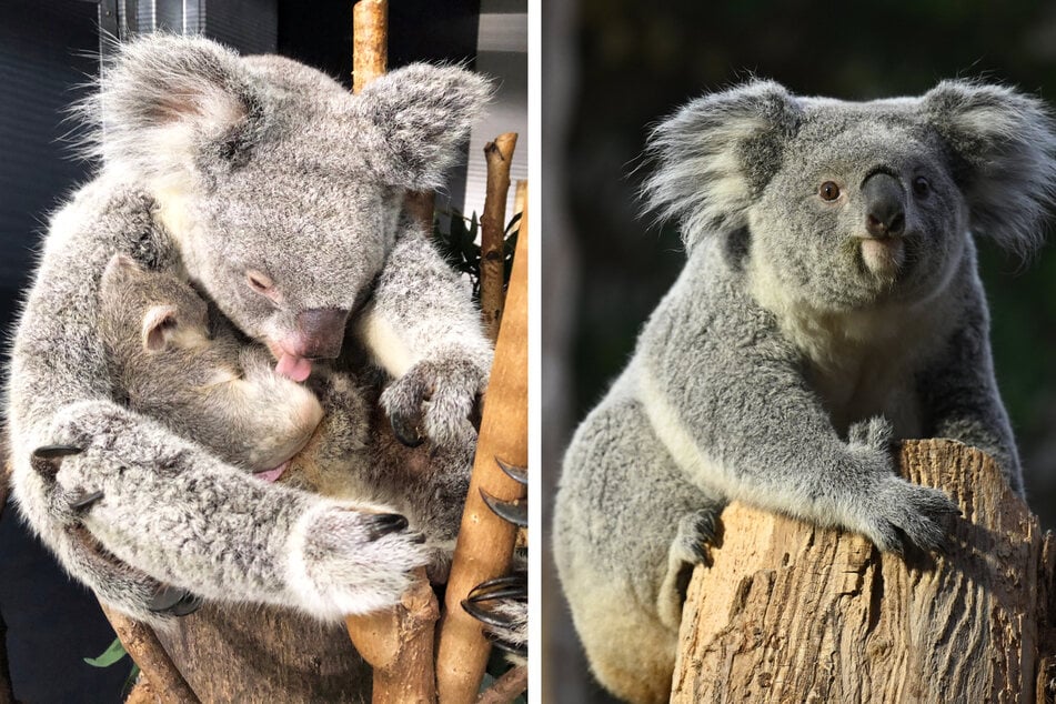 Zeigen Koala-Männchen Yuma bisher die kalte Schulter: Mandie (l.) und Erlinga (r.). (Archivbild)