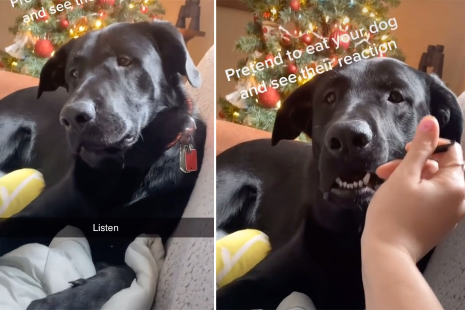 Frauchen tut so, als würde sie ihren Hund essen, er probiert selbst auch einen Bissen