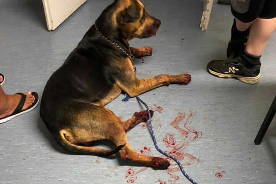 Der Hund wurde an mehreren Stellen verletzt und blutete stark.