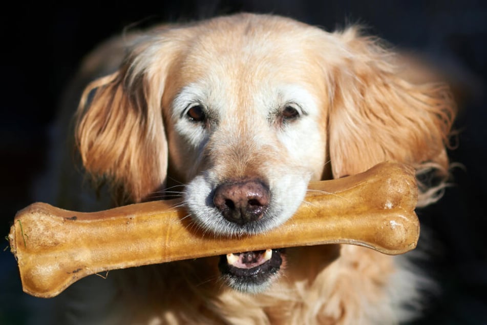 In München ist die Zahl der Hunde am größten gestiegen. (Symbolbild)