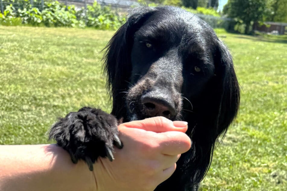Setter-Mischlingshündin Mila aus dem Hamburger Tierheim sucht ein liebevolles Zuhause.