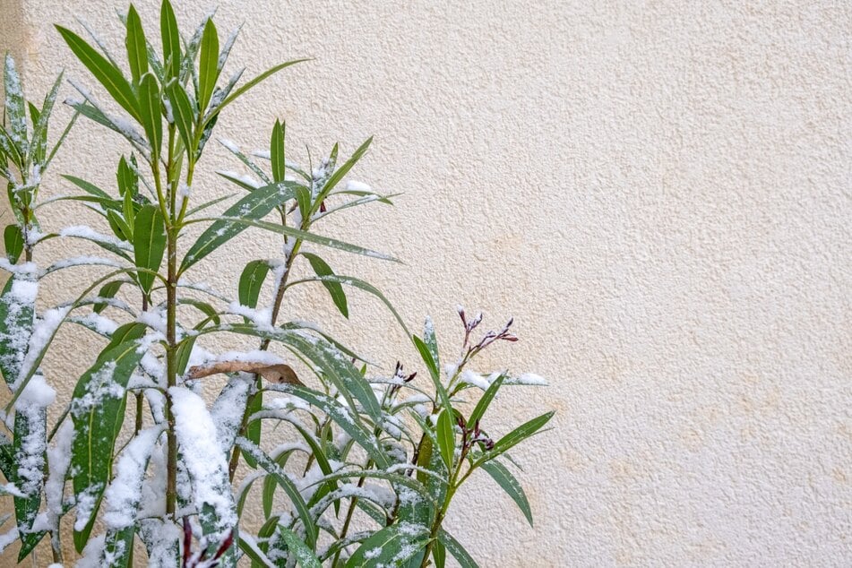 Einen kurzen Schneefall überstehen viele Sorten noch. Bei Dauerfrost sollte man den Oleander einwintern.