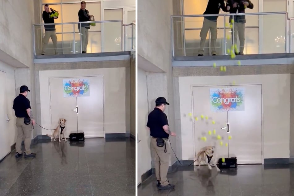 Messi the dog was showered with tennis balls to celebrate his last day of work!