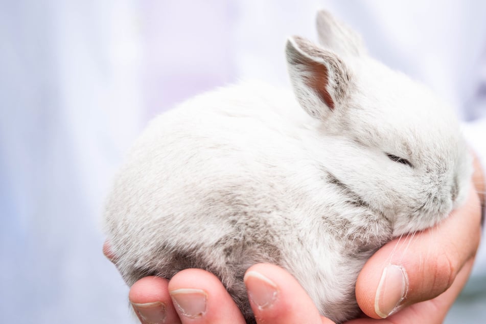 Tiny bunnies are abundant, but they're not the only tiny animals on the block.
