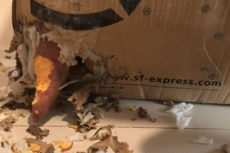 Dieses Paket löste den Eklat zwischen Hündin und Frauchen aus.