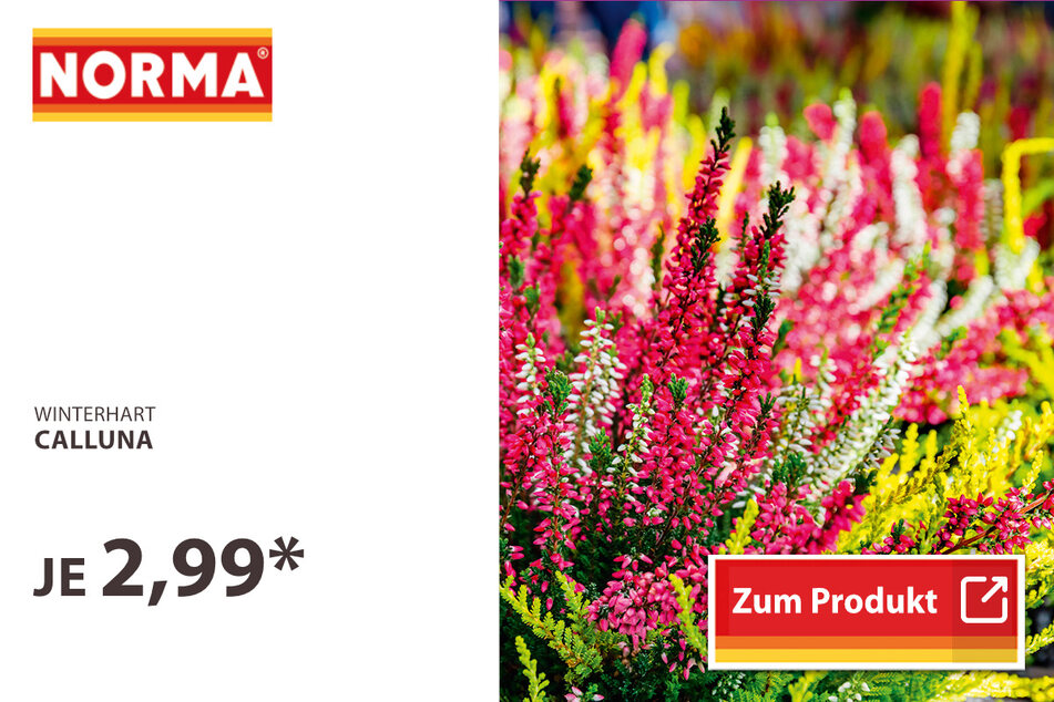 Calluna
