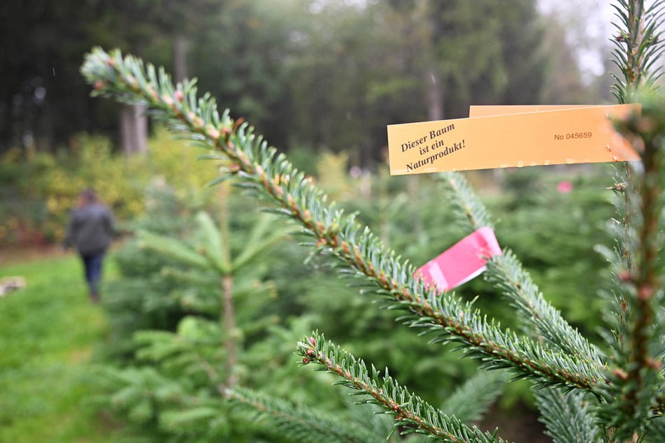 Die Weihnachtssaison steht kurz bevor. (Symbolfoto)