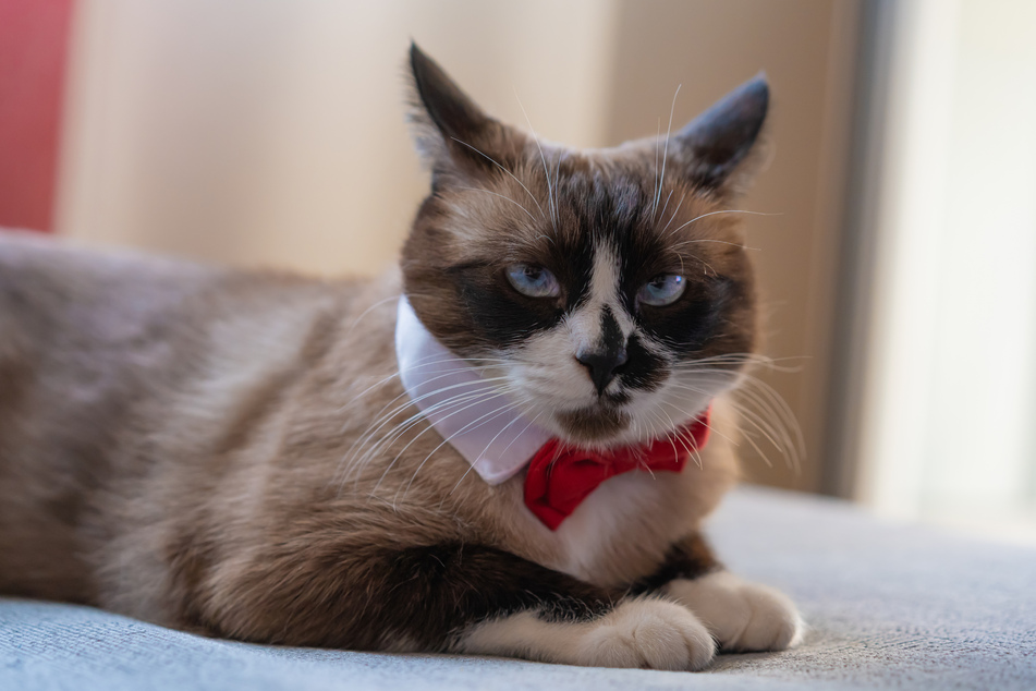 Snowshoe cats are famous for their white paws and happy personalities.