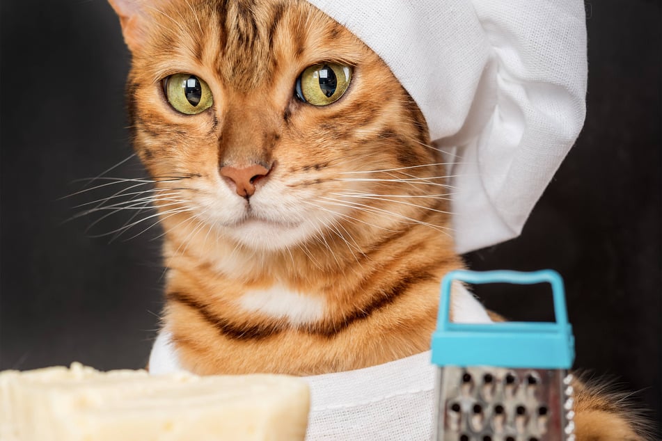 Cats are particularly partial to cheese, and you can understand why.