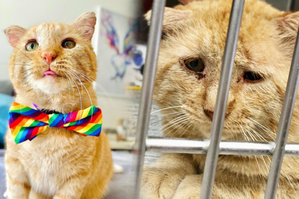 Mr. Willis looks miserable at the shelter (r.) but today he looks completely different.