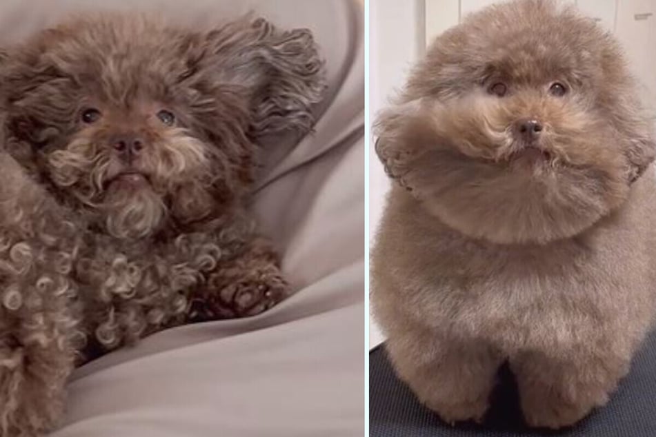 Toy poodle Mohu has been given the title "Cutest Dog in the World" by fans.